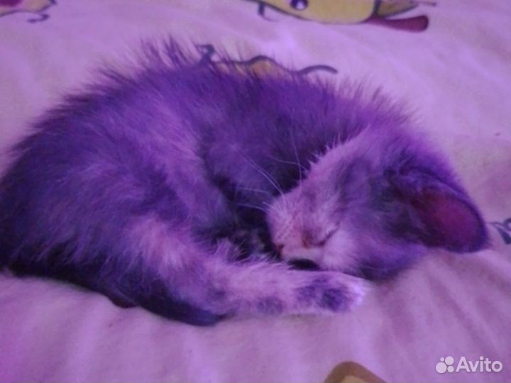 Кошка в дар
