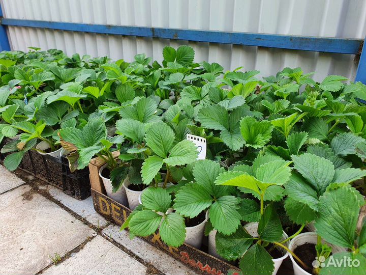 Клубника Московская