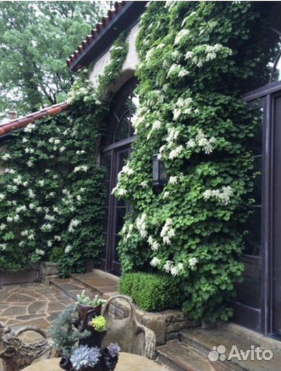 Гортензия черешковая