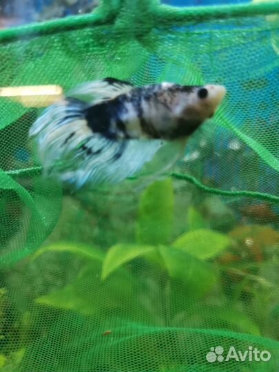 Аквариумные рыбки петушки