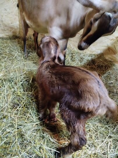 Англо нубийский козлик %