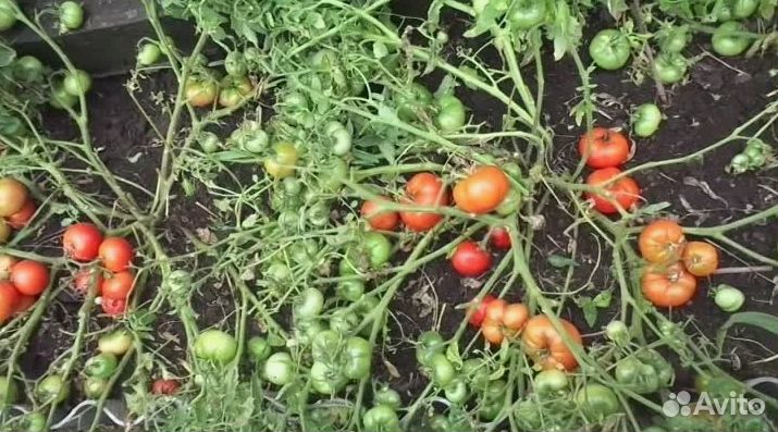 Семена низкорослых сортовых томатов для дома, дачи