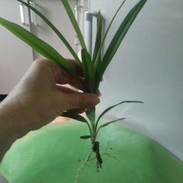 Драцена зелёная пальма молодые растения