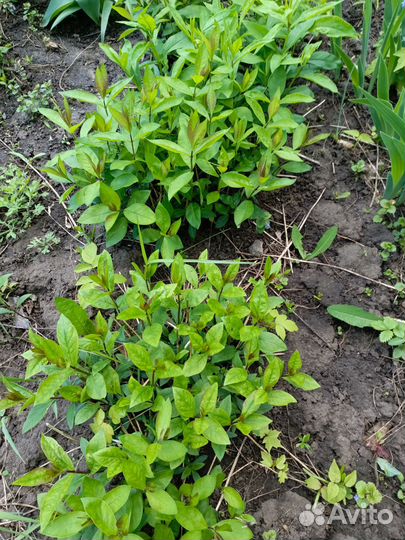 Цветы садовые