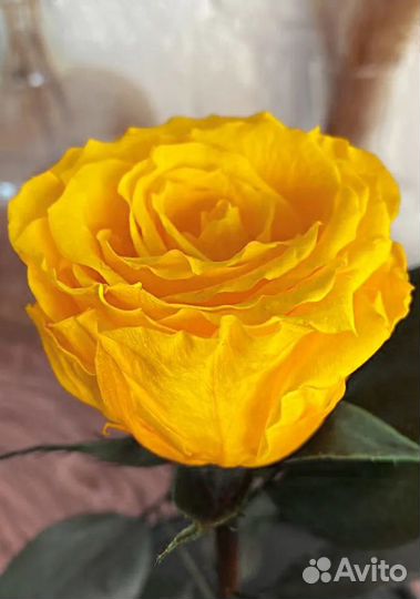 Роза в колбе. Жёлтая