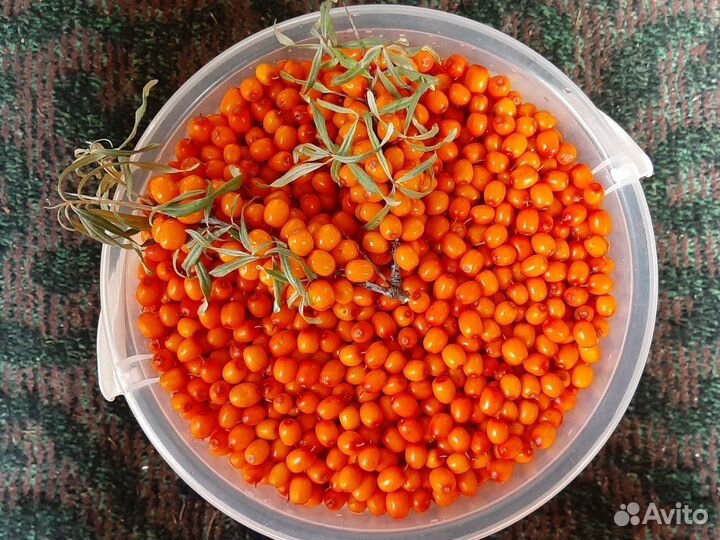 Облепиха ягоды