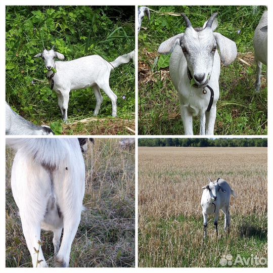 Козы дойные