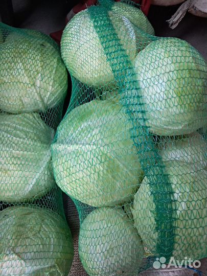 Капуста белокочанная(для квашения)