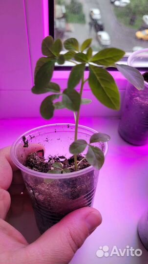 Клеома рассада