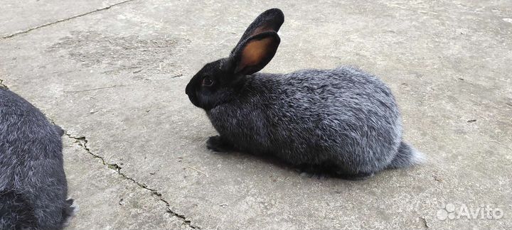 Кролики полтавское серебро