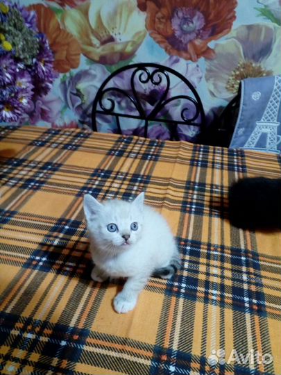 Британские котята