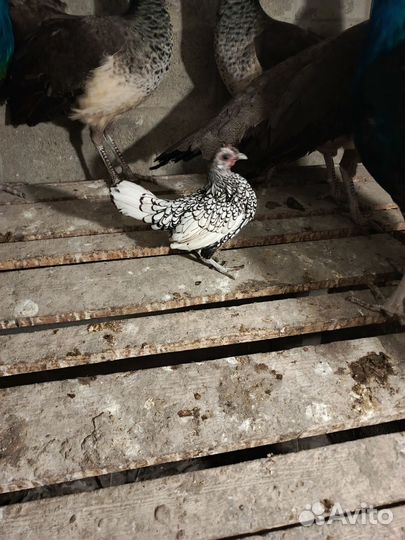 Петушок сибрайт серебро