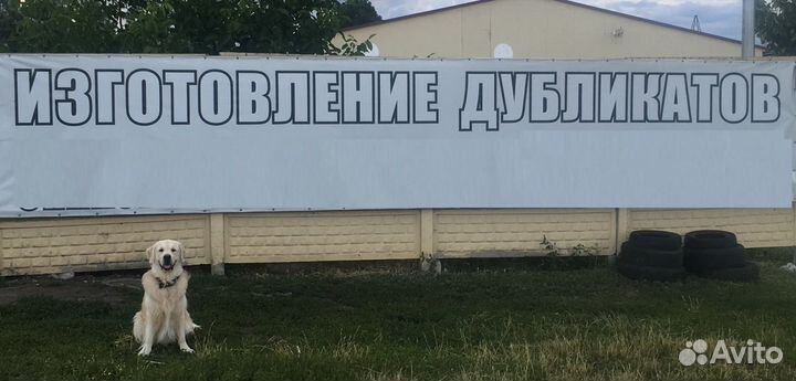 Кобель для вязки