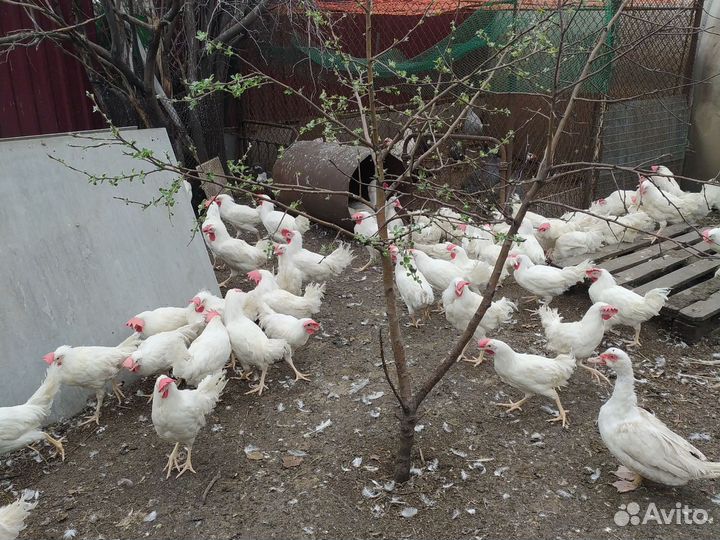 Куры, Петухи
