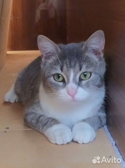 Кошечка 7 месяцев ищет дом