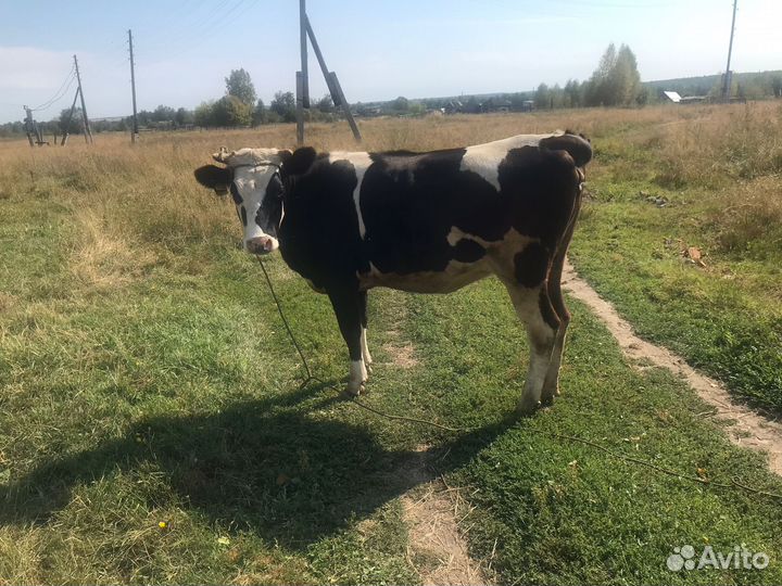 Нетель 2 и бык 1