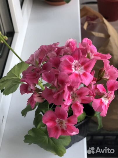 Королевская пеларгония (герань)