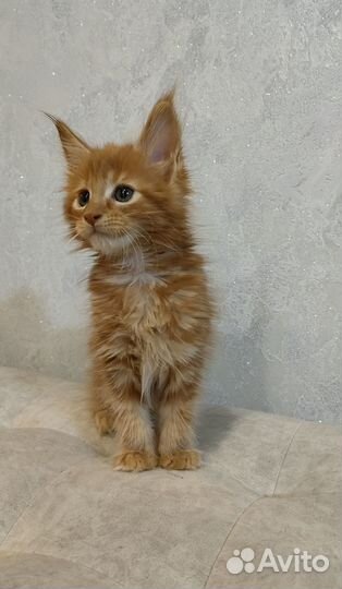 Котята Мейн-кун