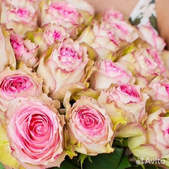 Букет из 25 роз Чародейка 80 см