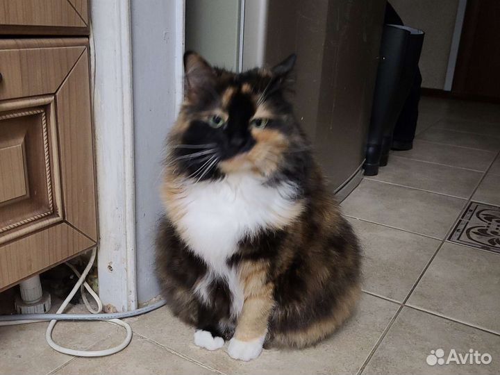 Ищем новую семью для доброй и нежной Бусинки