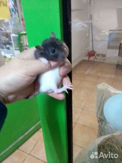 Крыса дамбо