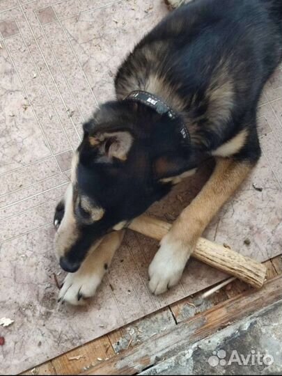 Грызуны лакомство для собак из рогов лося
