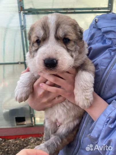 Среднеазиатская овчарка алабай щенки