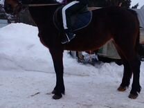 прогноз декабрь 2023 воронеж. погода на завтра. прогноз декабрь 2023 воронеж. вечерний воронеж. прогноз декабрь 2023 воронеж.