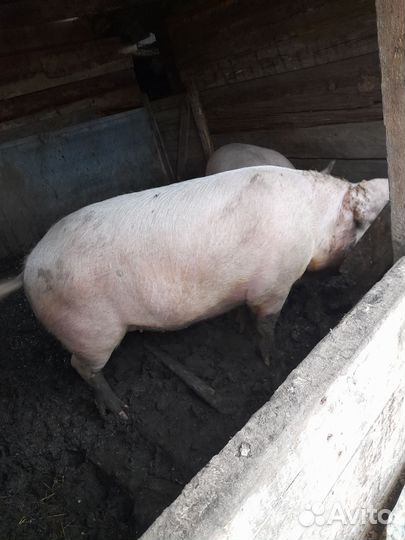 Свиноматки