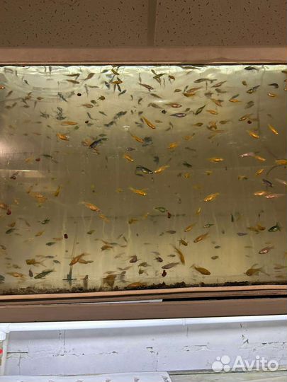 Неоны сомики радужные барбусы данио и другие