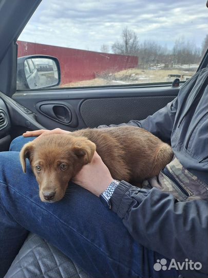 Щенок девочка 2 месяца в добрые руки