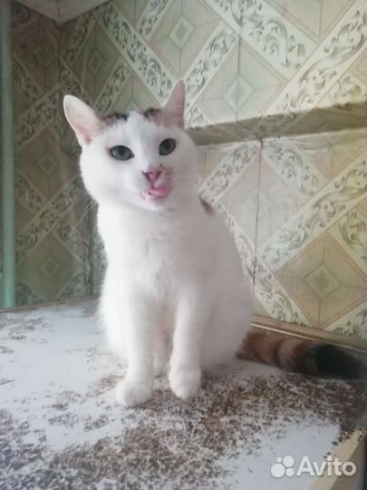 Молодая кошечка