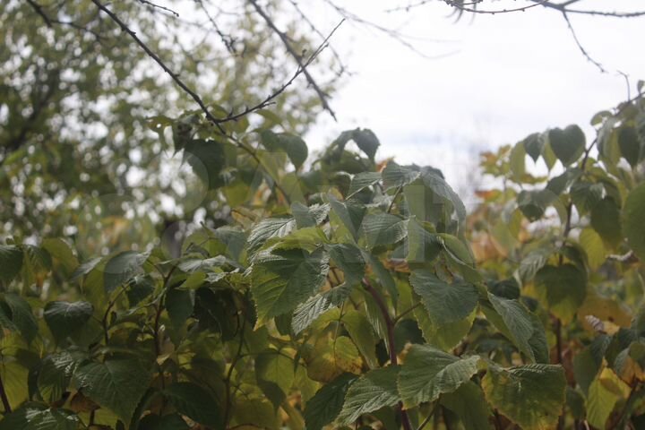 Участок 7 сот. (СНТ, ДНП)