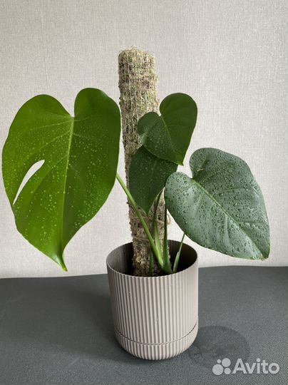 Монстера, фикус