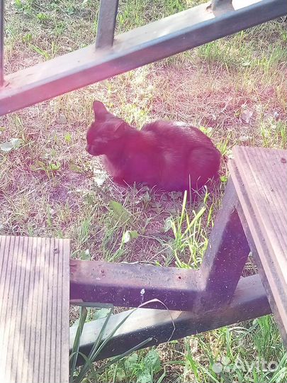 Кошка в дар