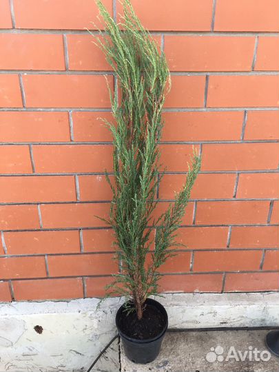 Можжевельник блю эрроу