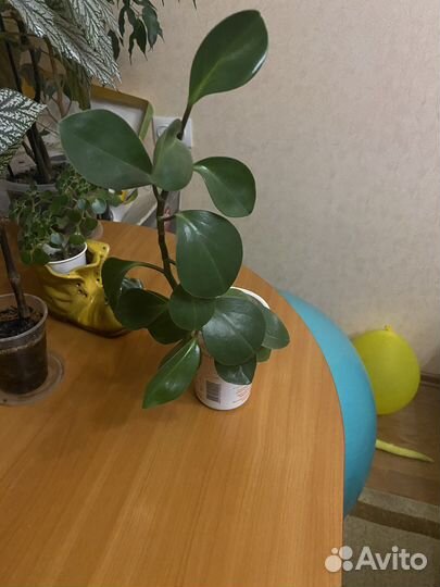 Кактус, пеперомия,хлорофитум