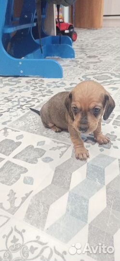 Щенки таксы