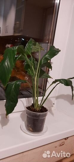 Фикус бенджамина, спатифилиум