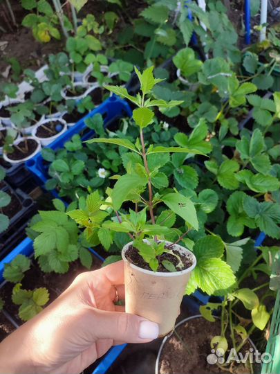 Мята сортовая