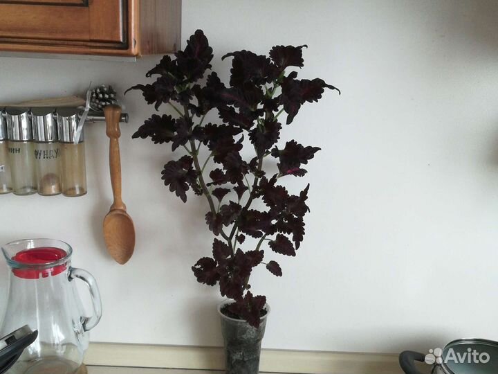 Колеус Блюме Блэк Драгон