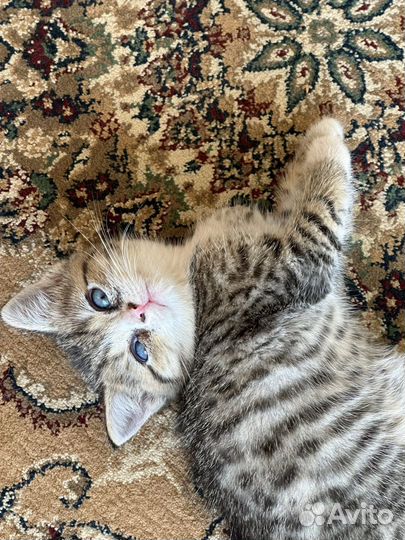 Котята