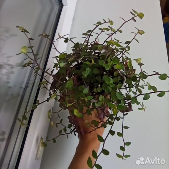 Каллизия