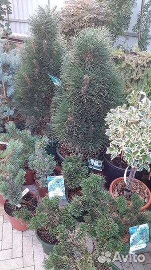 Ель Зе Блюз, Лиственница Стиф Випер, Энгельмани