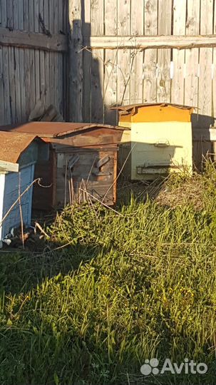 Пчелы 2 улья