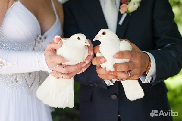 Белоснежные свадебные голуби