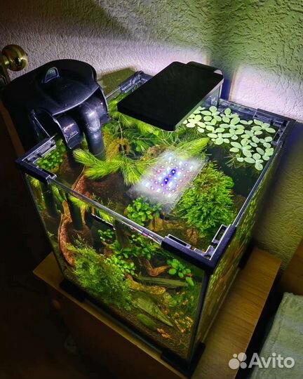 Аквариум с дизайном и со всем необходимым