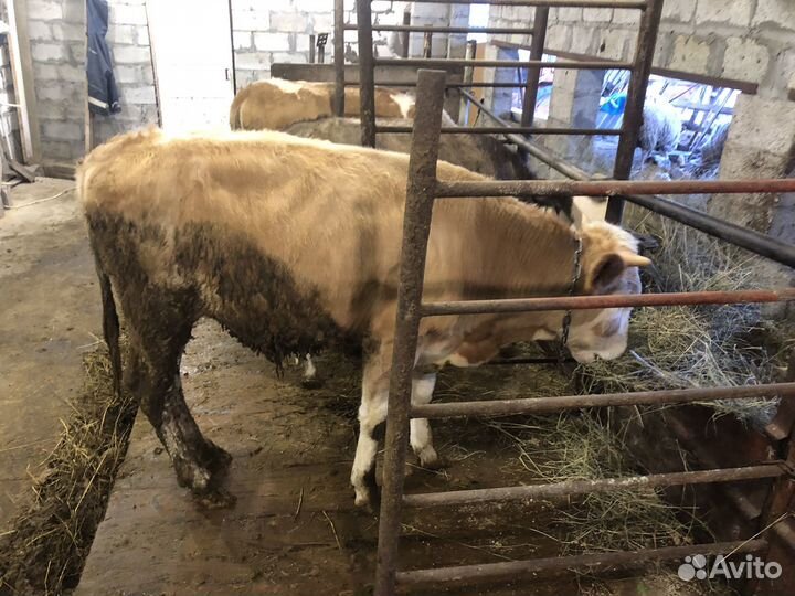 Бычки и телки