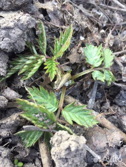 Малина, Вербейник точечный