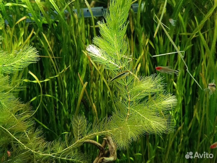 Валеснерия прямая и вьющаяся